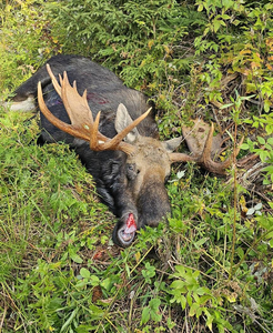 Thrilling Moose Hunting In Maine